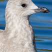 Thayer's Gull